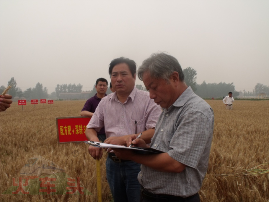 郭天财教授亲自为施用Agri-star?松土促根剂小麦测产验收